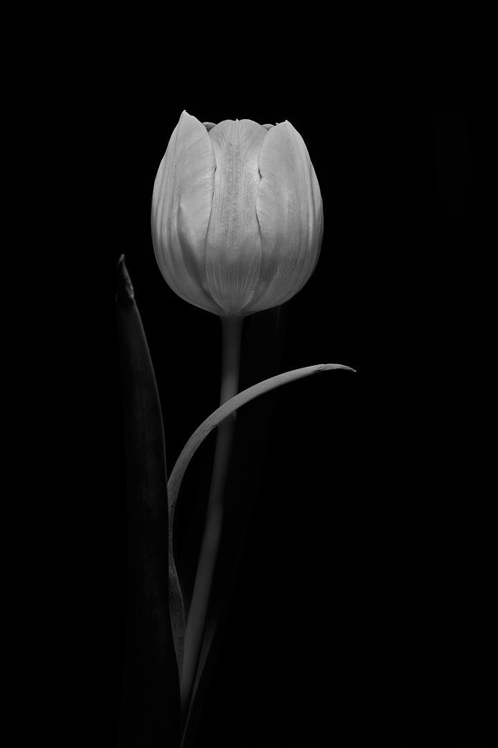 Weisse Tulpe 02 monochrome