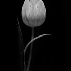 Weisse Tulpe 02 monochrome