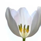 Weiße Tulpe 1