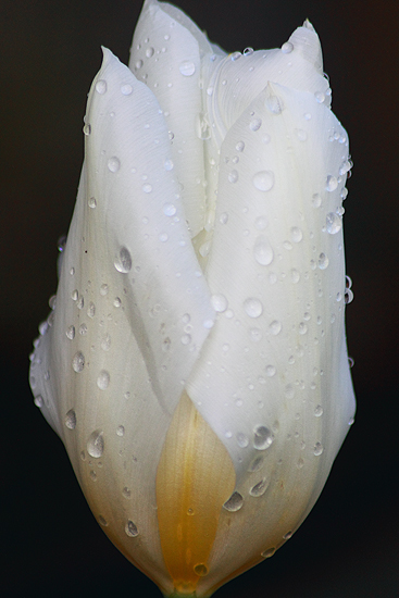 Weisse Tulpe