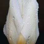 Weisse Tulpe