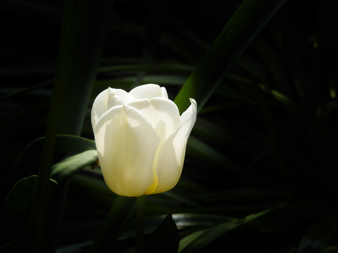 Weisse Tulpe