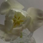 weiße Tulpe #3