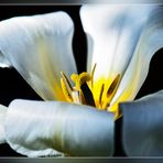Weiße Tulpe