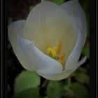 Weiße Tulpe 