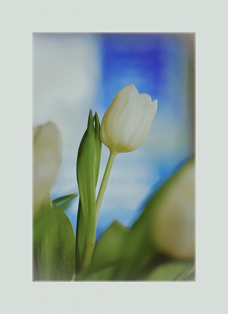 Weisse Tulpe