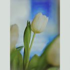 Weisse Tulpe