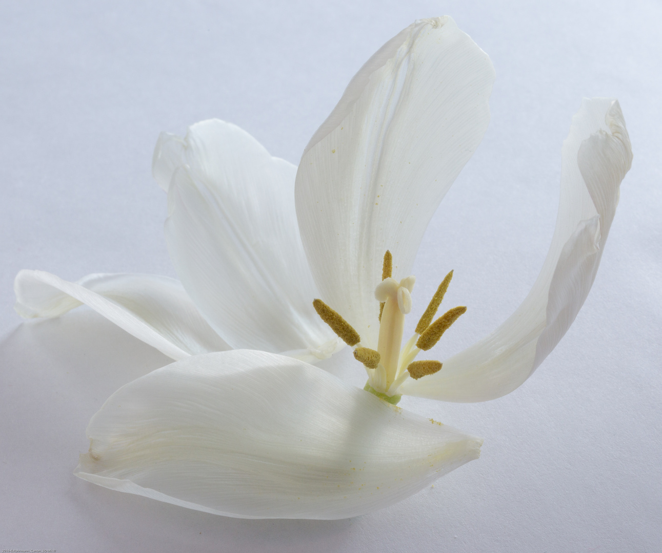 weiße Tulpe #5