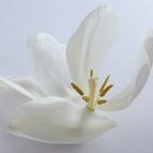 weiße Tulpe #5