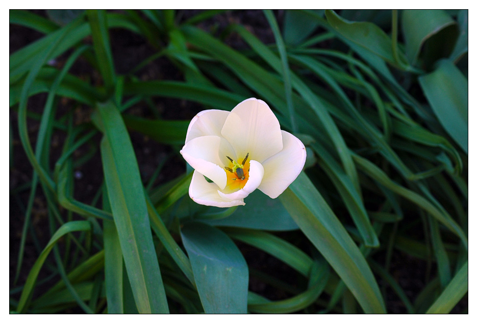 Weiße Tulpe...