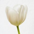 Weisse Tulpe