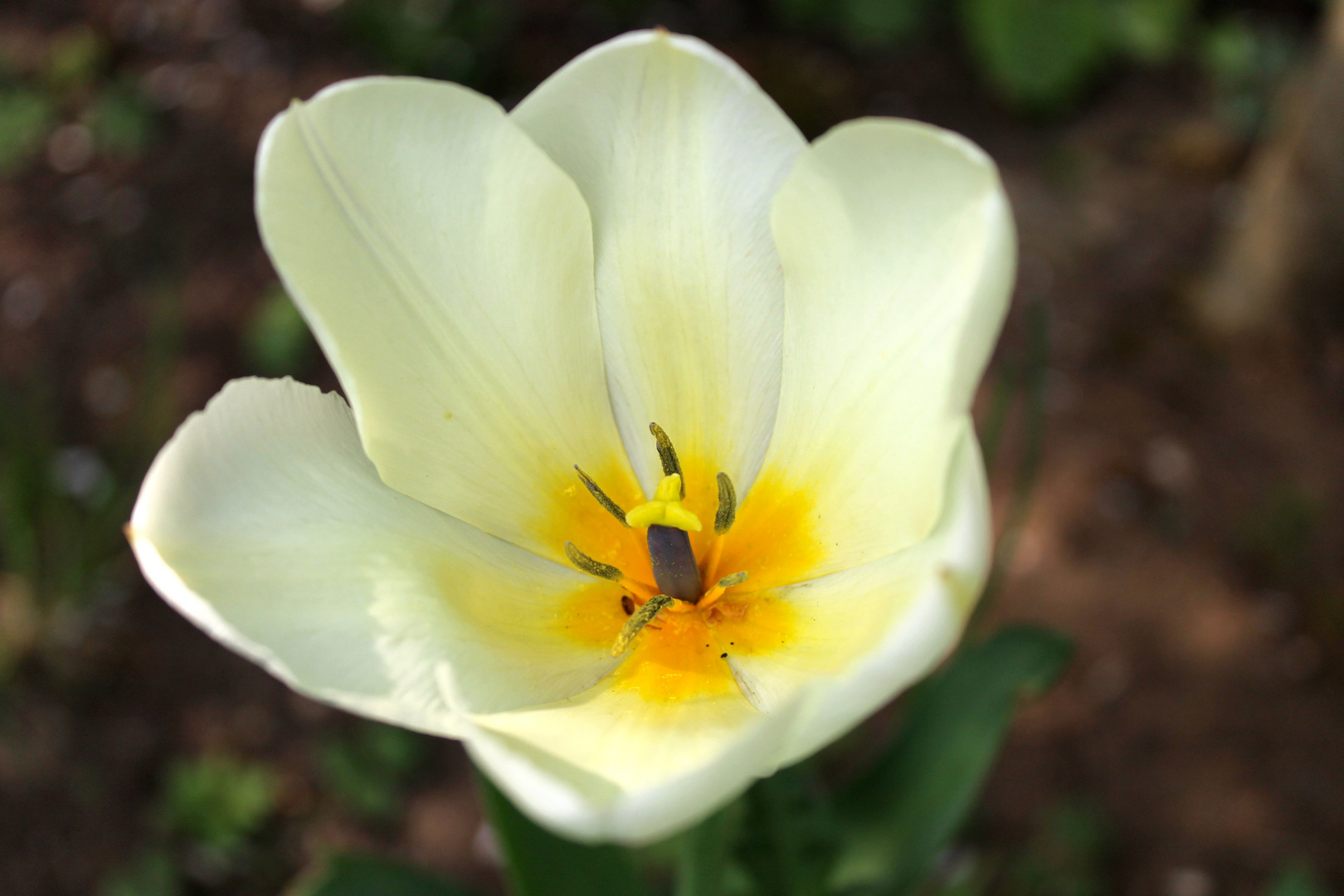 Weiße Tulpe