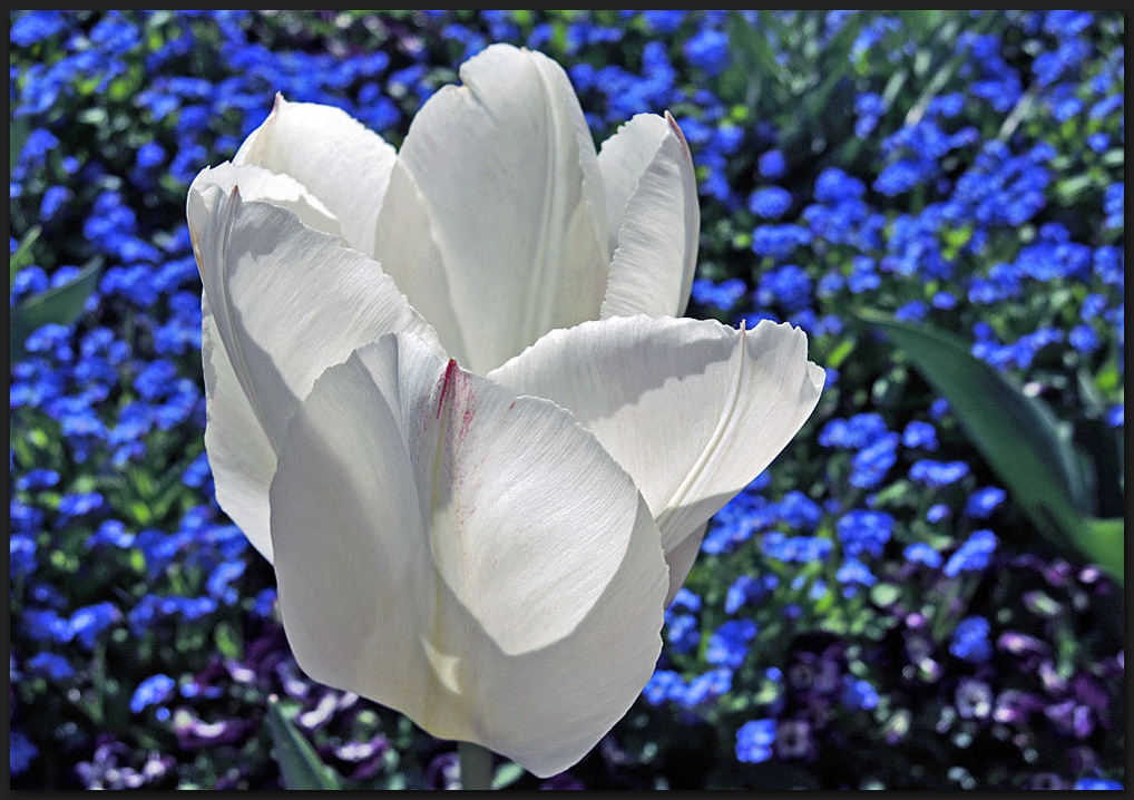 Weiße Tulpe auf Blau