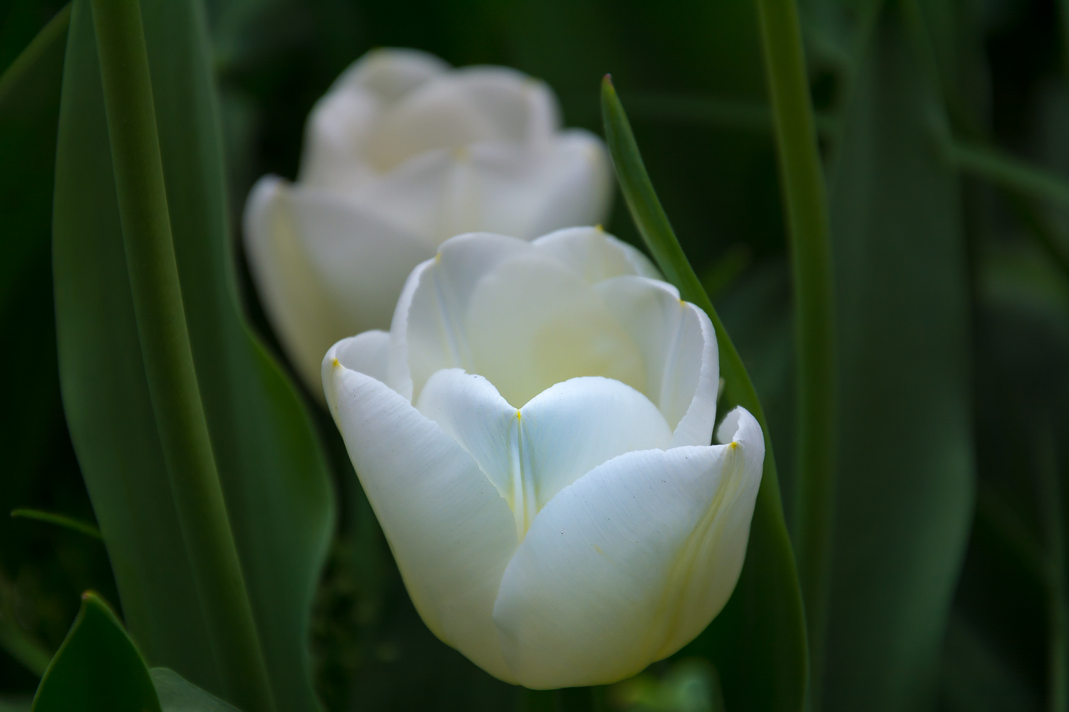 Weiße Tulpe aus Bielefeld