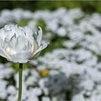 Weiße Tulpe