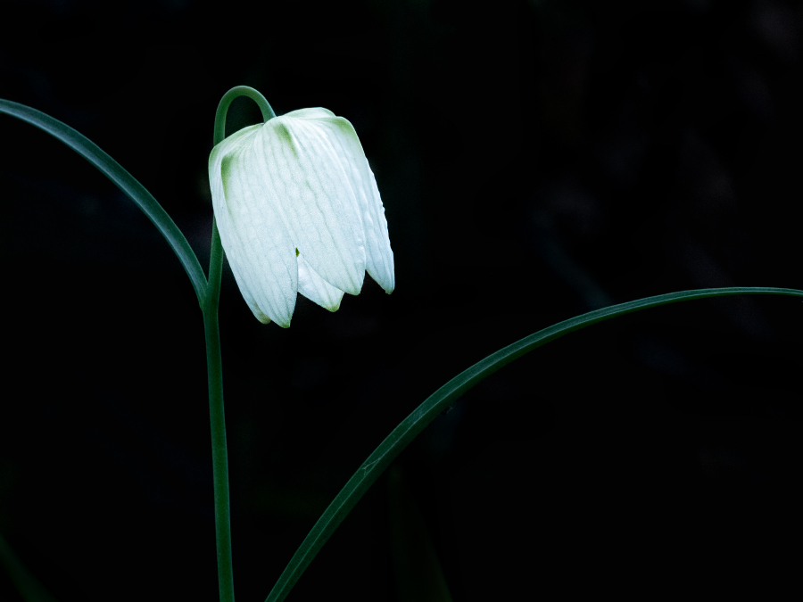 Weisse Tulpe