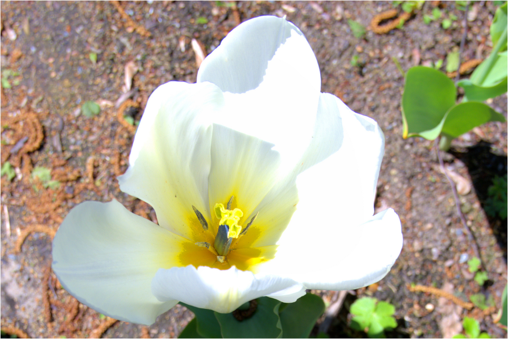 Weiße Tulpe