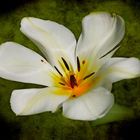 weiße Tulpe.....