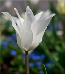 ~ weiße Tulpe ~