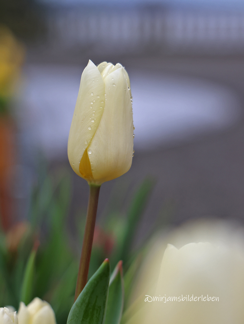 Weiße Tulpe 