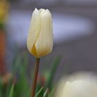 Weiße Tulpe 