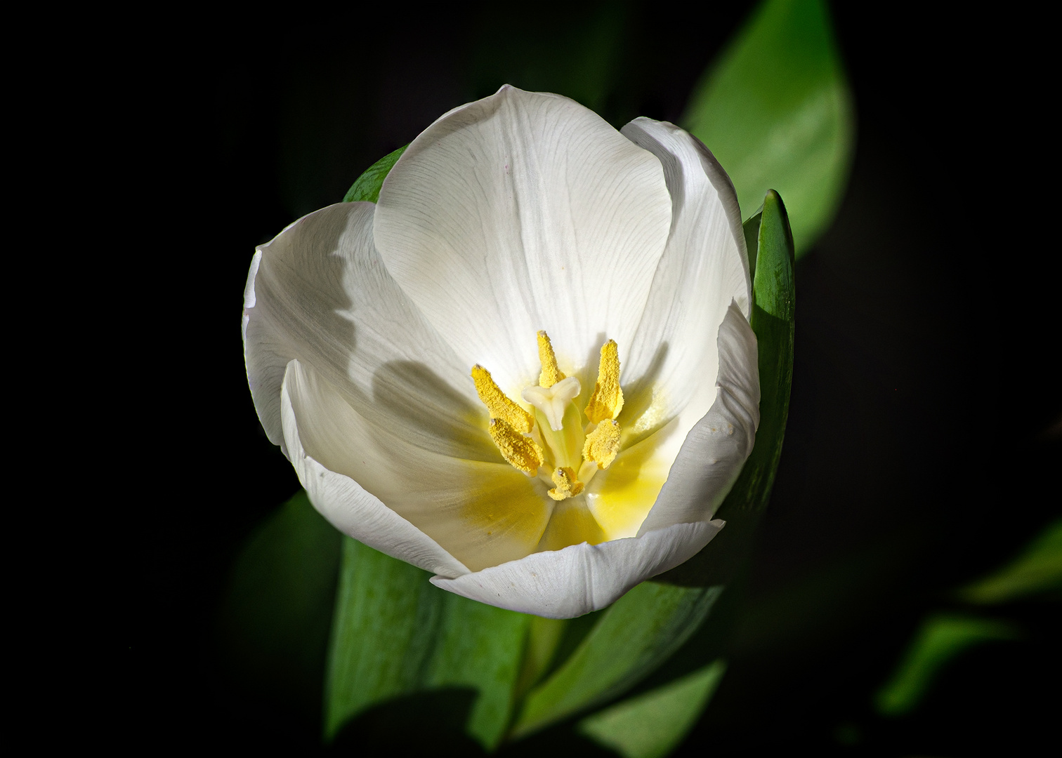 Weiße Tulpe