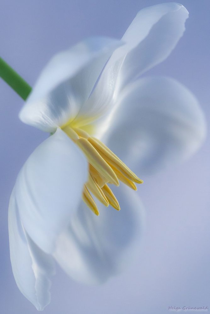 weiße Tulpe I
