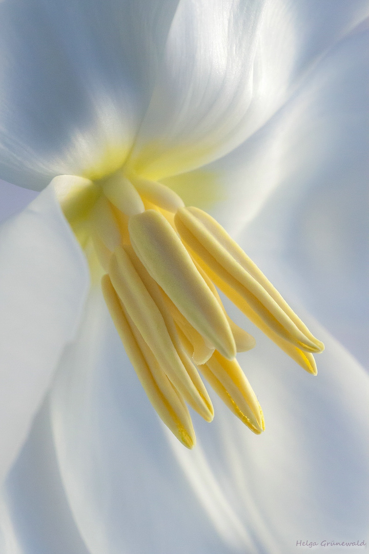weiße Tulpe II