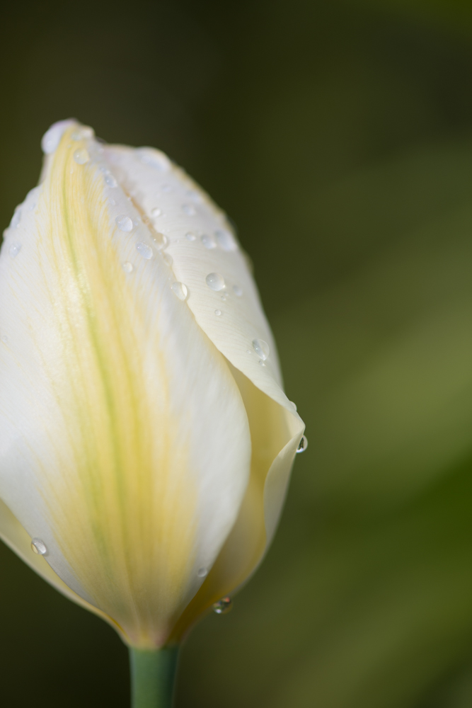 Weiße Tulpe im Morgentau
