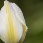 Weiße Tulpe im Morgentau
