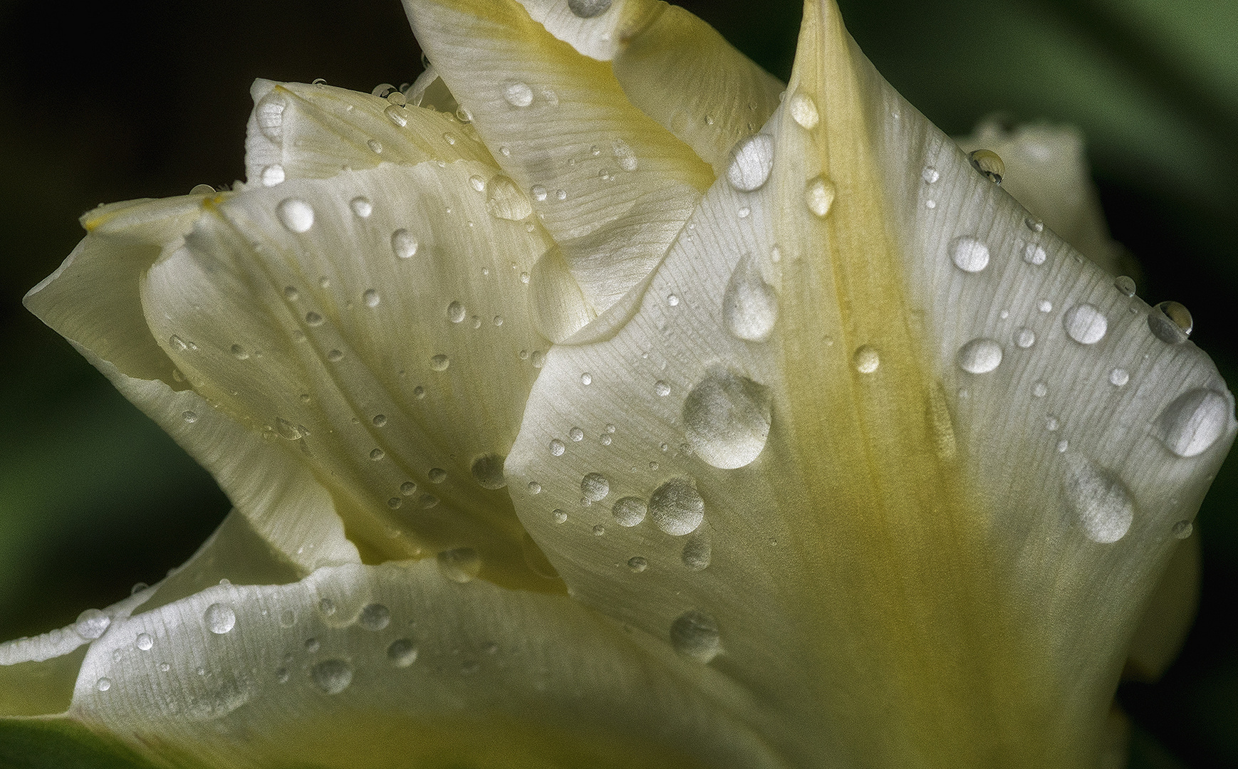 Weisse Tulpe im Regen