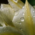 Weisse Tulpe im Regen