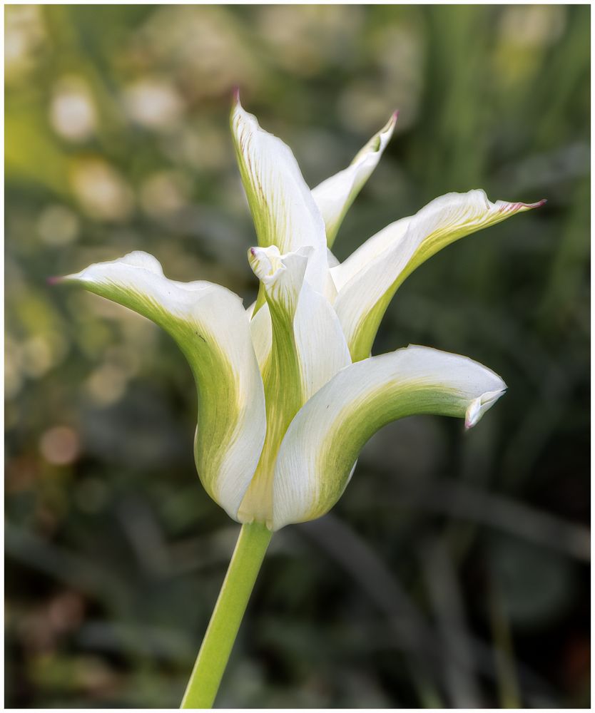 Weiße Tulpe mit etwas Grün !