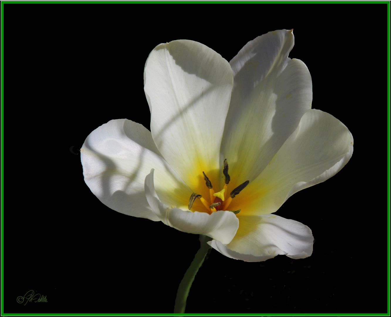 "Weiße Tulpe"........ Mittwochsblümchen 15.04.2020