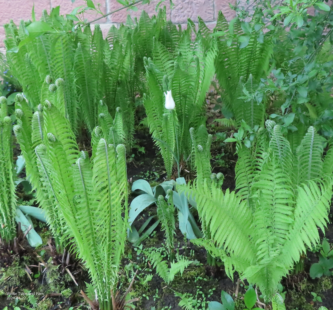 Weiße Tulpe und Farn 1