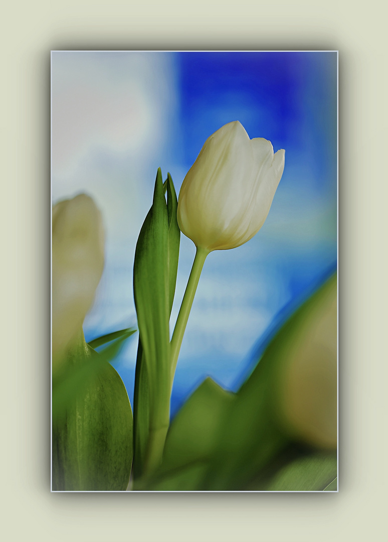 weisse Tulpe vor Blau