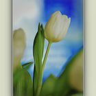 weisse Tulpe vor Blau