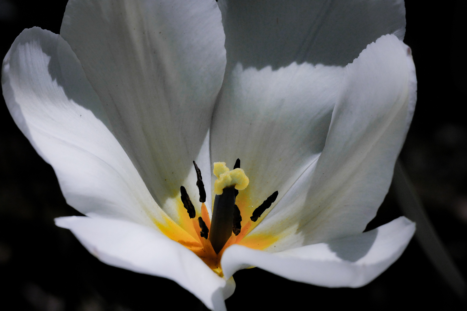 Weisse Tulpe vor schwarzem Hingergrund