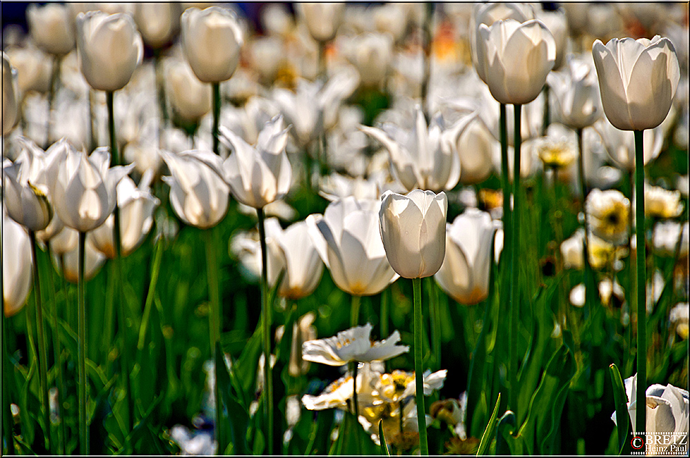 Weiße Tulpen