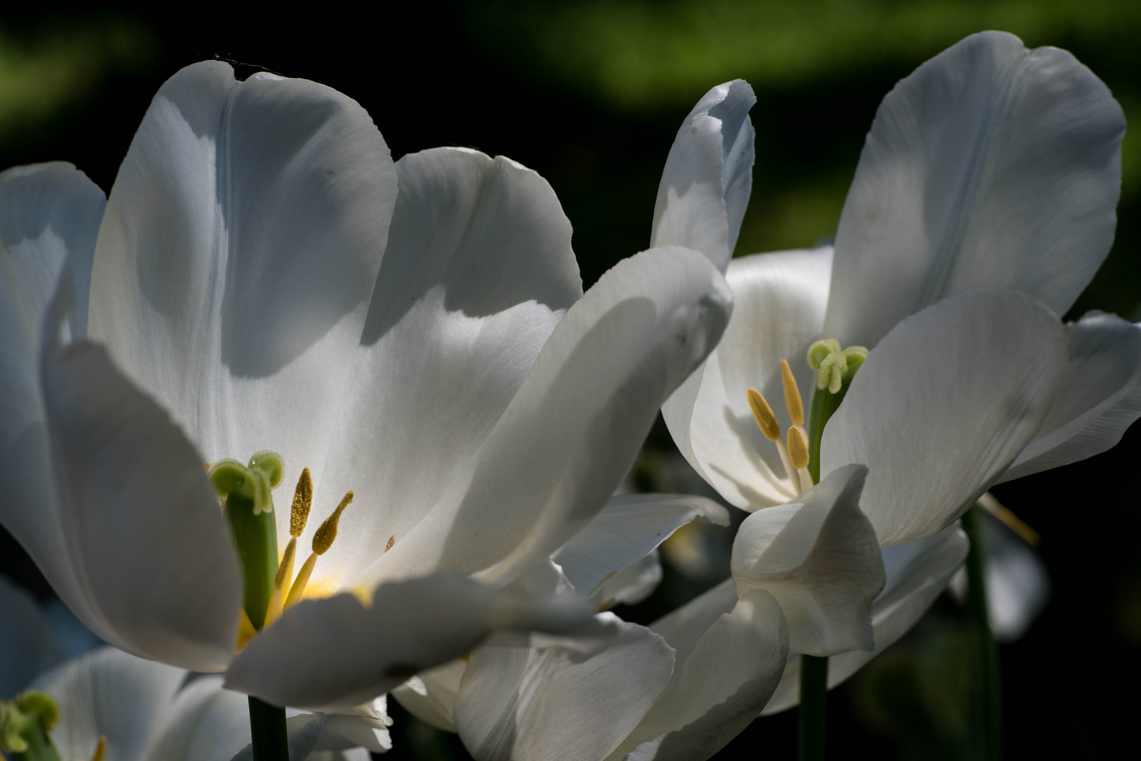 Weiße Tulpen