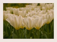 Weisse Tulpen
