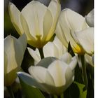 weiße Tulpen