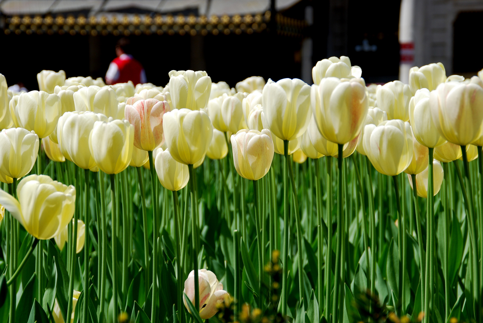 weiße Tulpen