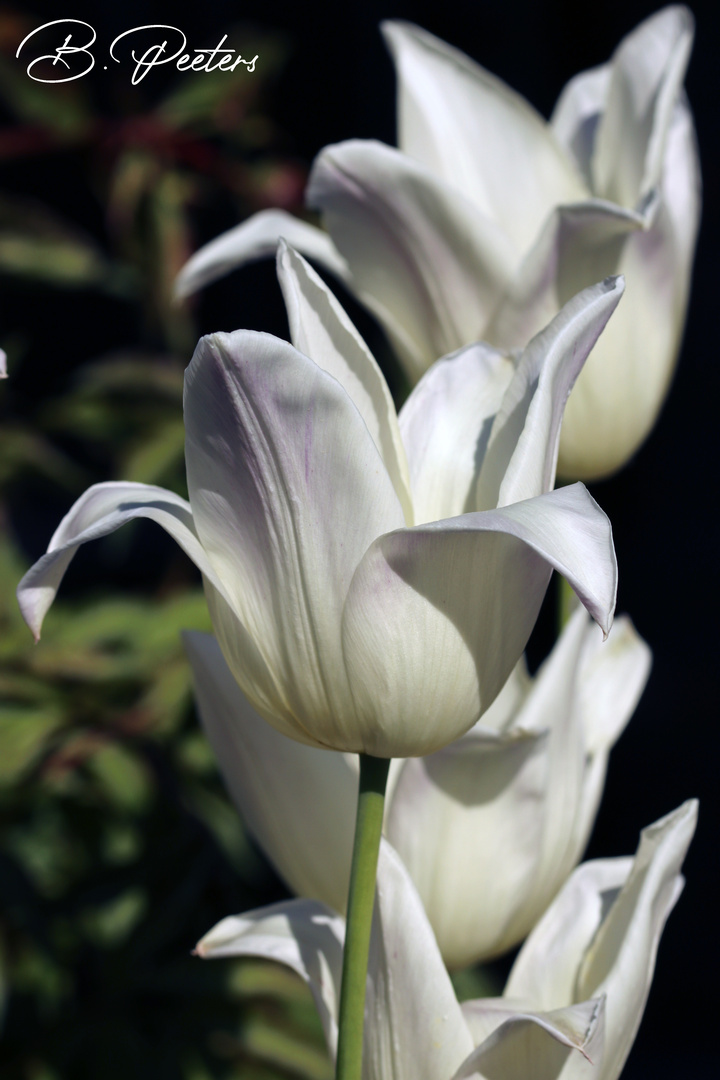 weiße Tulpen