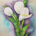 Weiße Tulpen 