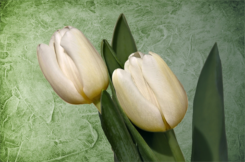 weiße Tulpen....