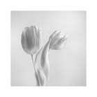 " weiße Tulpen "