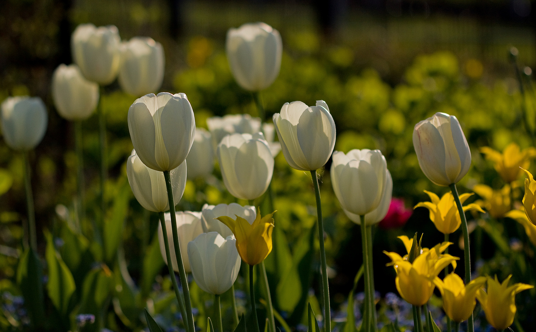 Weiße Tulpen