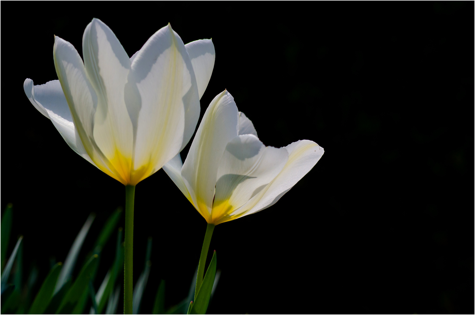 Weiße Tulpen