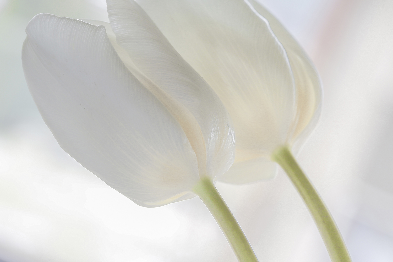 Weiße Tulpen